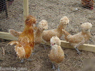 6+ polish top hat chicken hatching eggs