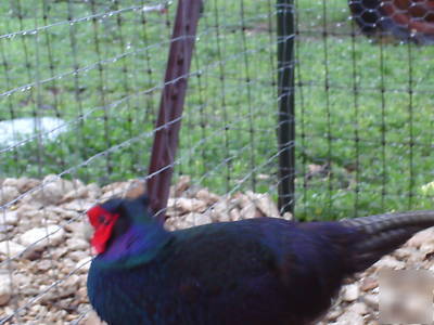  12++melanistic mutant pheasant eggs. ship 2 u now 