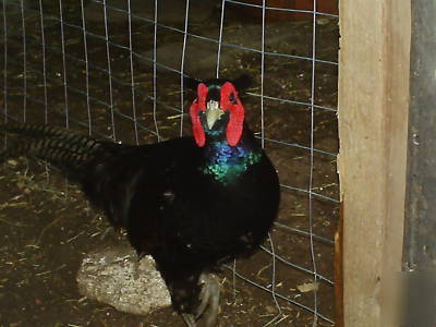  12++melanistic mutant pheasant eggs. ship 2 u now 