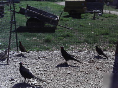  12++melanistic mutant pheasant eggs. ship 2 u now 