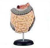 Pocket size human intestine medical anatomical model