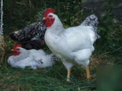 10 delaware giant chicken hatching eggs incubator 