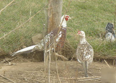 12 twelve + pied ringneck pheasant hatching eggs
