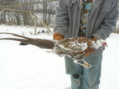 12 twelve + pied ringneck pheasant hatching eggs