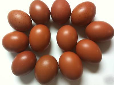  12+ copper black maran marans 