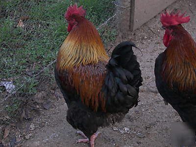  12+ copper black maran marans 