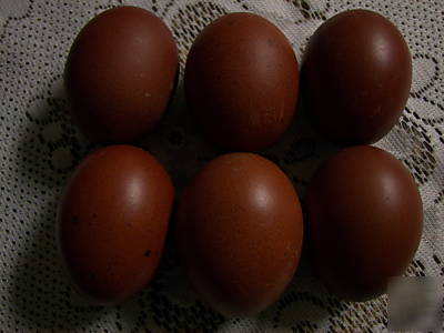  12+ copper black maran marans 