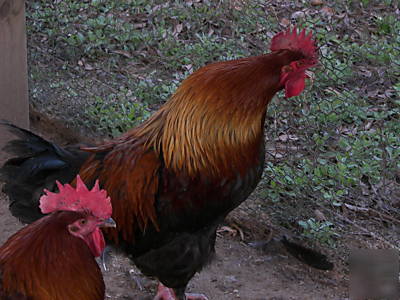  12+ copper black maran marans 