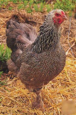 12 dark brahma hatching eggs