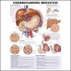 Understanding hepatitis anatomical chart medical